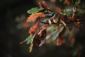 autumn-53-1